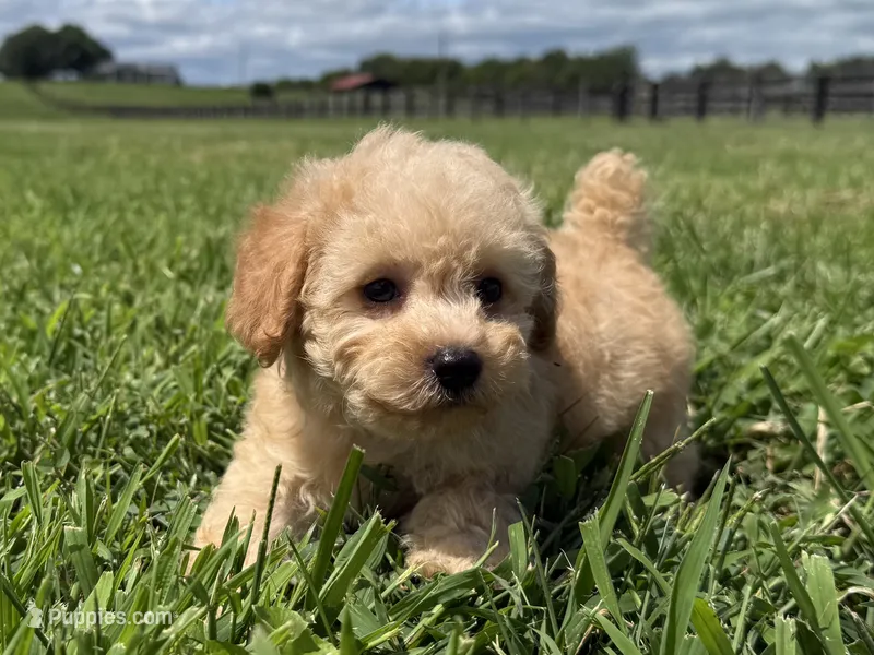 Mazie – Poodle - Toy , Poodle - Miniature  puppy for sale in Lexington, KY