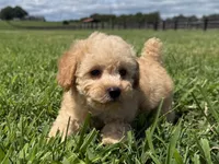 Mazie, a female Poodle - Toy  and Poodle - Miniature  for sale in Lexington, KY – 1 of 5