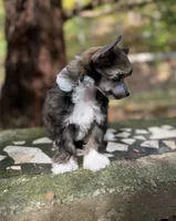 Autumn , a female Chinese Crested for sale in Lexington, KY – 6 of 6