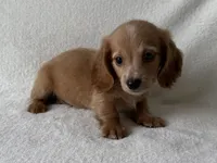 Wonka , a male Dachshund and Miniature Dachshund for sale in Lexington, KY – 2 of 3