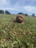 Teddy , a male Cockapoo for sale in Lexington, KY – 4 of 7