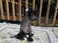 Dumbo, Ch sired , a male Chinese Crested for sale in Lexington, KY – 4 of 10