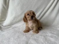 Peaches, a female Dachshund and Miniature Dachshund for sale in Lexington, KY – 4 of 4