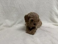 Reba , a female Cavapoo for sale in Lexington, KY – Photo 2 of 3