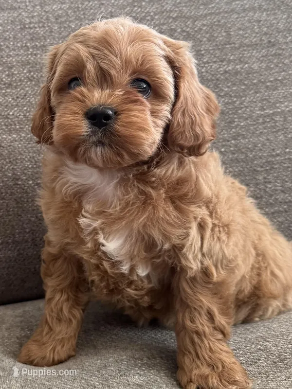 Reba  – Cavapoo puppy on hold in Lexington, KY