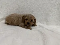 Reba , a female Cavapoo for sale in Lexington, KY – Photo 3 of 3