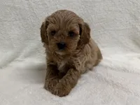 Reba , a female Cavapoo for sale in Lexington, KY – Photo 1 of 3