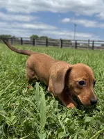 Sandy, a female Dachshund and Miniature Dachshund for sale in Lexington, KY – 3 of 4