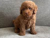 Boris, a male Poodle - Toy  and Poodle - Miniature  for sale in Lexington, KY – 2 of 5