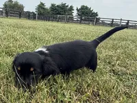Tubby-AKc , a male Dachshund and Miniature Dachshund for sale in Lexington, KY – 6 of 8