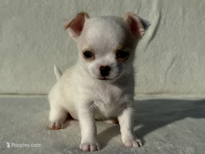 Oliver  – Chihuahua puppy for sale in Lexington, KY