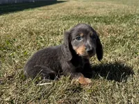 Zolo, a male Dachshund and Miniature Dachshund for sale in Lexington, KY – 7 of 8