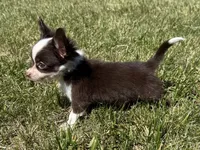 Chip, a male Chihuahua for sale in Lexington, KY – 9 of 9