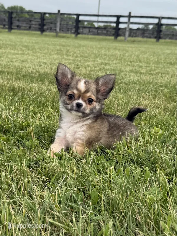 Wally – Chihuahua puppy for sale in Lexington, KY