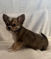 Wally, a male Chihuahua for sale in Lexington, KY – Photo 2 of 4