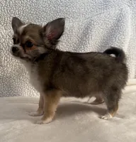 Wally, a male Chihuahua for sale in Lexington, KY – Photo 3 of 4