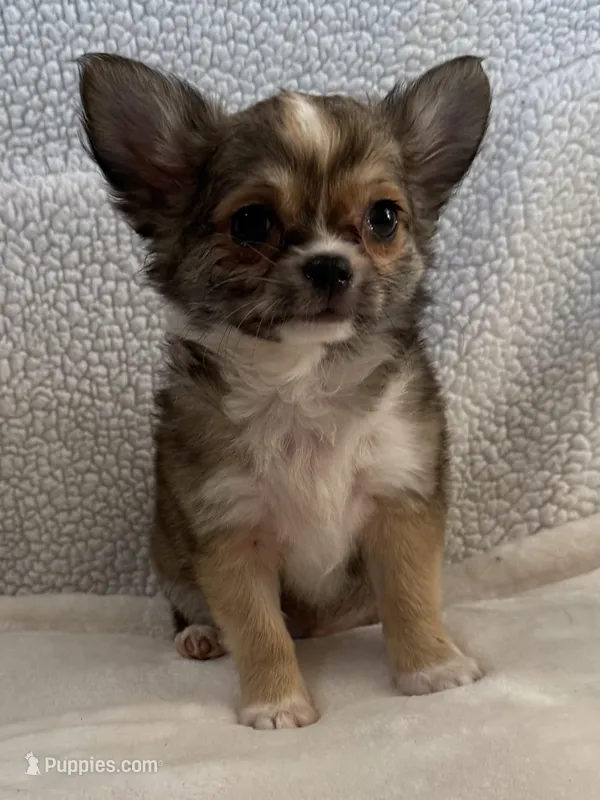Wally, a male Chihuahua for sale in Lexington, KY – Photo 1 of 4