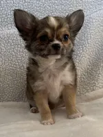 Wally, a male Chihuahua for sale in Lexington, KY – Photo 1 of 4