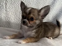 Wally, a male Chihuahua for sale in Lexington, KY – Photo 4 of 4