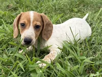 Parker , a male Dachshund and Miniature Dachshund for sale in Lexington, KY – 4 of 4