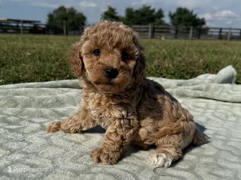 Peaches  – Poodle - Miniature  puppy for sale in Lexington, KY