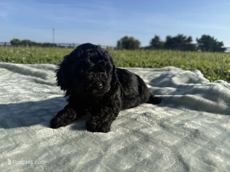 Pete  – Poodle - Miniature  puppy for sale in Lexington, KY