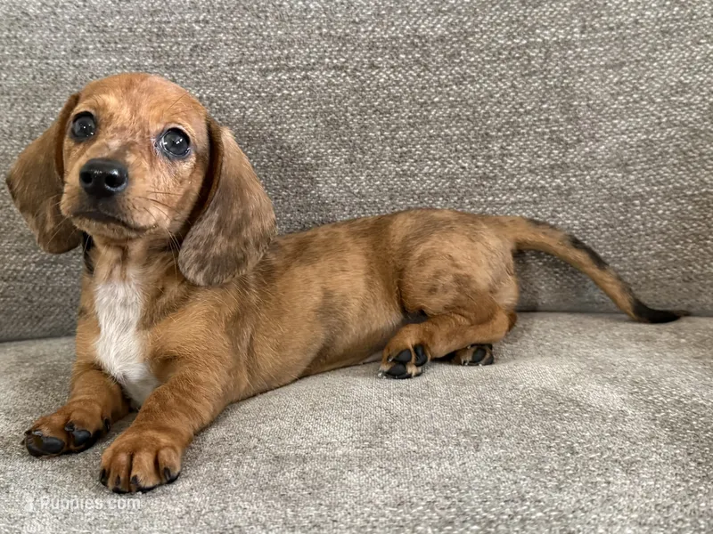 Daisy – Dachshund, Miniature Dachshund puppy for sale in Lexington, KY