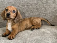 Daisy, a female Dachshund and Miniature Dachshund for sale in Lexington, KY – 1 of 5