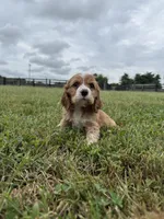 Lady, a female Cocker Spaniel for sale in Lexington, KY – 5 of 5