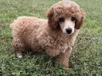 Romeo, a male Poodle - Toy  and Poodle - Miniature  for sale in Lexington, KY – 3 of 5
