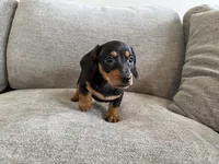 Walker , a male Dachshund and Miniature Dachshund for sale in Lexington, KY – 4 of 6