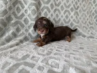 Molly , a female Dachshund and Miniature Dachshund for sale in Lexington, KY – 5 of 5