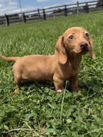 Queenie, a female Dachshund and Miniature Dachshund for sale in Lexington, KY – 1 of 7
