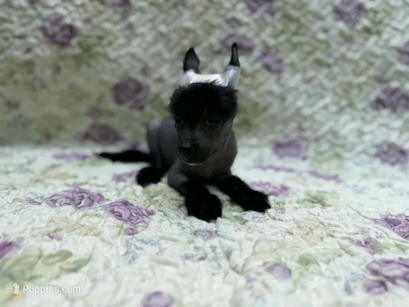 Dolby – Chinese Crested puppy for sale in Lexington, KY