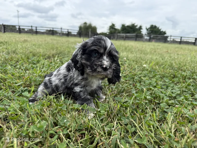 Marco  – Cocker Spaniel puppy for sale in Lexington, KY