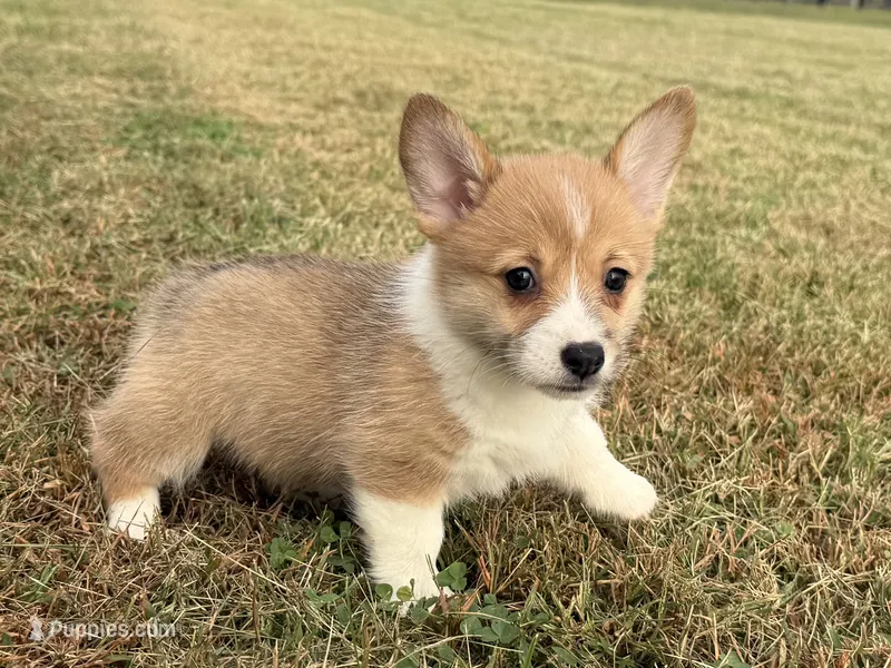 Irene  – Pembroke Welsh Corgi puppy for sale in Lexington, KY