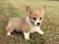 Irene , a female Pembroke Welsh Corgi for sale in Lexington, KY – 1 of 6