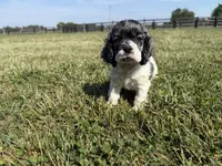 Pickles , a male Cocker Spaniel for sale in Lexington, KY – 3 of 6