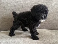 Roxanne , a female Poodle - Toy  and Poodle - Miniature  for sale in Lexington, KY – 7 of 7