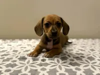 Sadie , a female Dachshund and Miniature Dachshund for sale in Lexington, KY – Photo 3 of 3