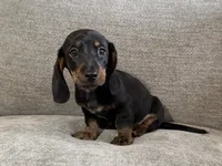 Boss Hoss, a male Dachshund for sale in Lexington, KY – 2 of 5