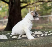 BingBong, a male Chinese Crested for sale in Lexington, KY – 3 of 7