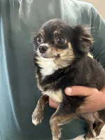 Oliver , a male Chihuahua for sale in Lexington, KY – 6 of 7