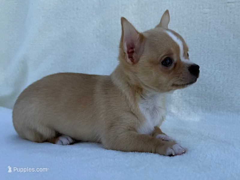 Charlie  – Chihuahua puppy for sale in Lexington, KY