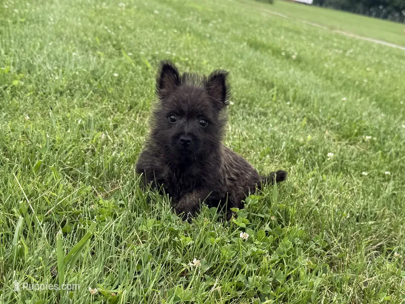 Fiona , a female Cairn Terrier for sale in Lexington, KY – 1 of 8