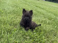 Fiona , a female Cairn Terrier for sale in Lexington, KY – 1 of 8
