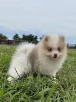 Toby, a male Pomeranian for sale in Lexington, KY – 4 of 10