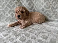 Peaches , a female Poodle - Miniature  for sale in Lexington, KY – 5 of 5