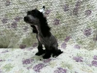 Dover , a male Chinese Crested for sale in Lexington, KY – 2 of 6