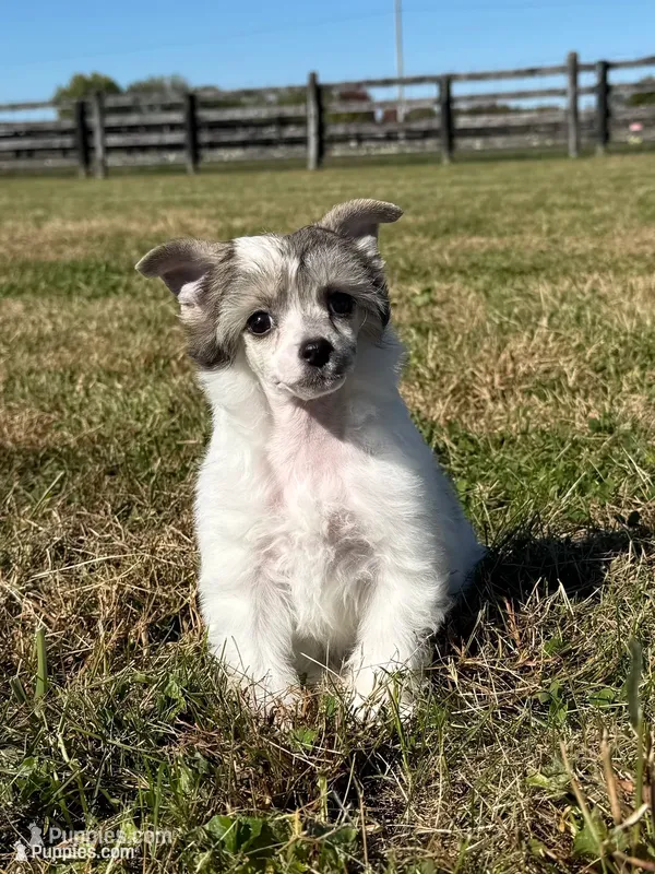 BingBong – Chinese Crested puppy for sale in Lexington, KY